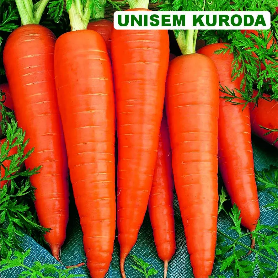 USM - Kuroda