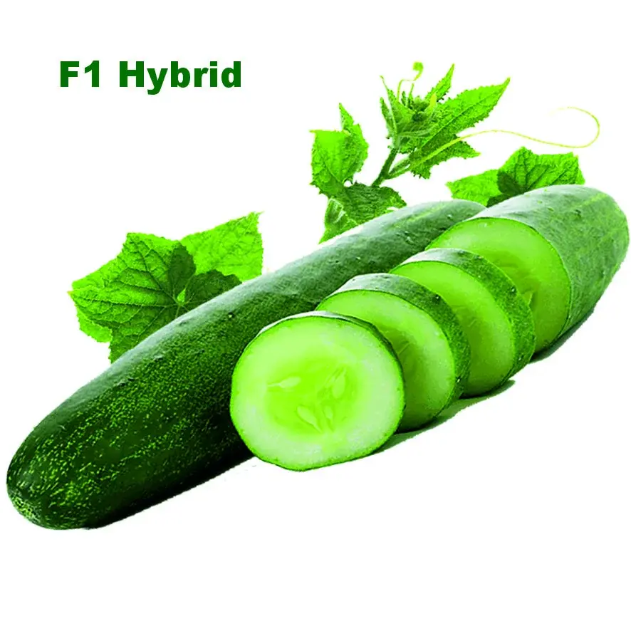 SUMAN