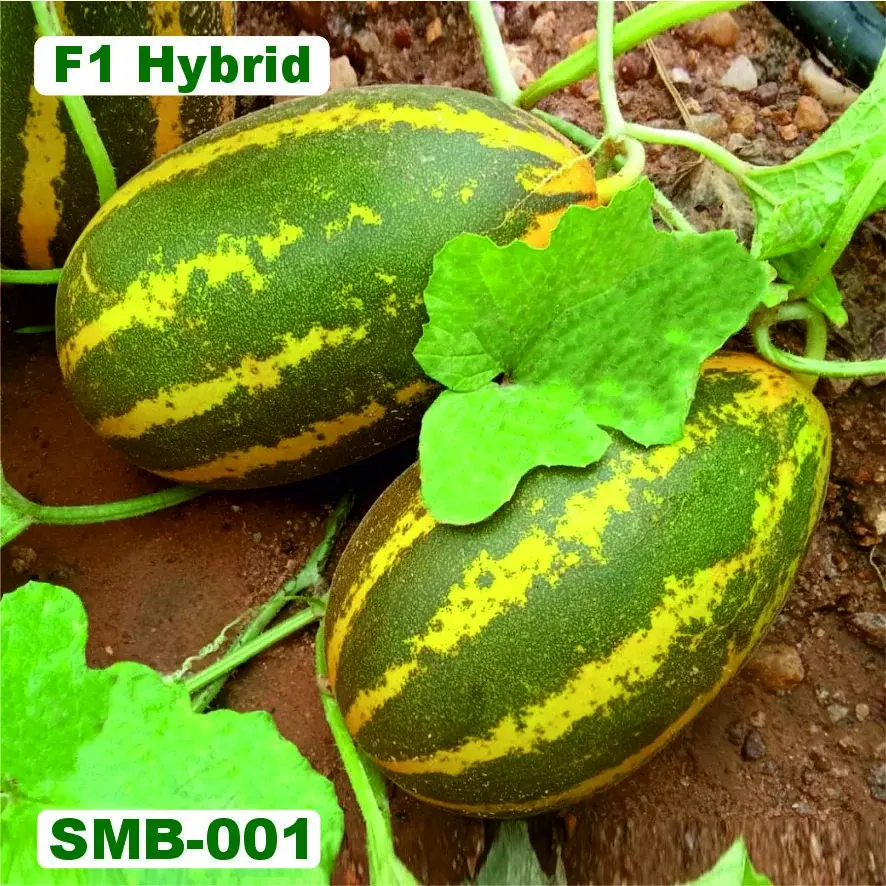 SUVARNA (Sambar)