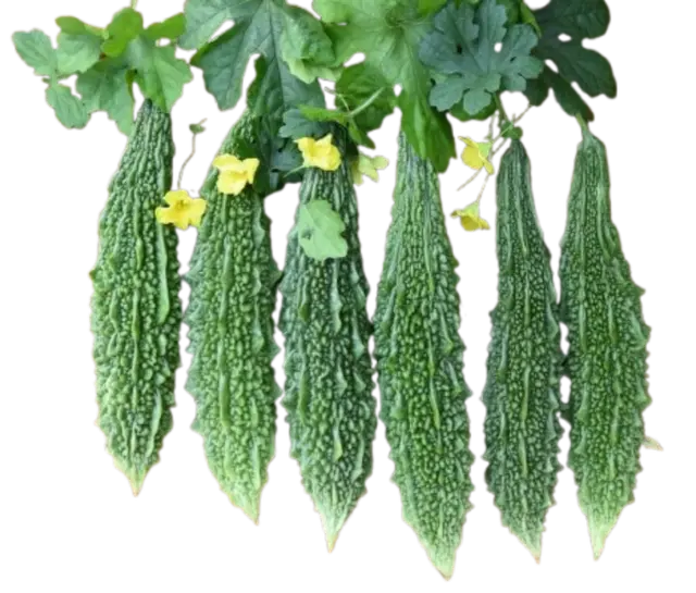 Bitter Gourd