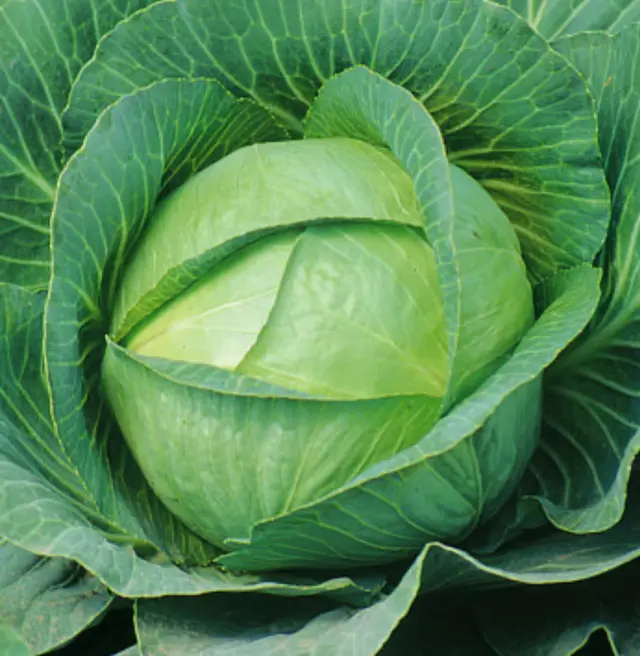 Cabbage