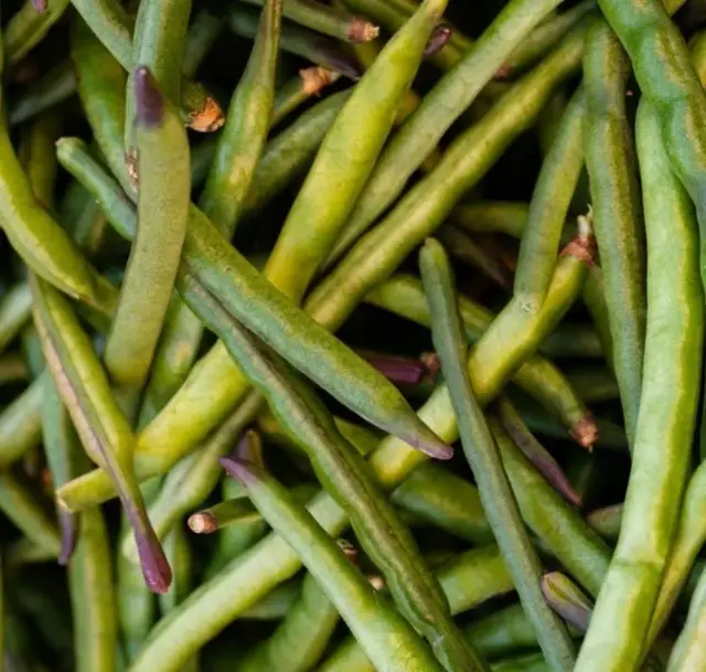 Cow Pea