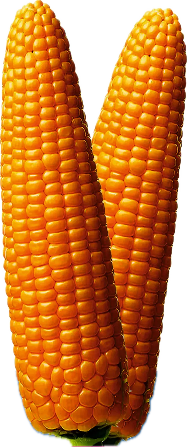 Maize
