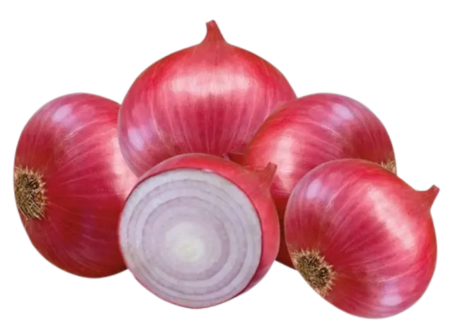 Onion