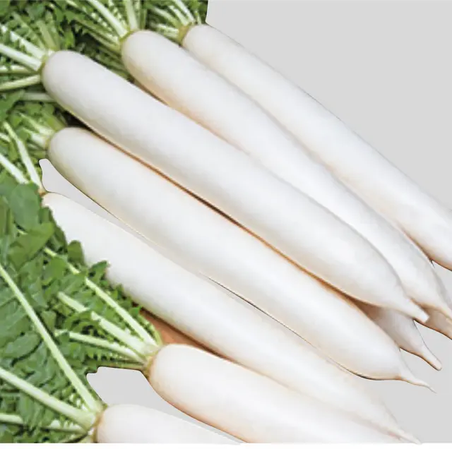 Radish