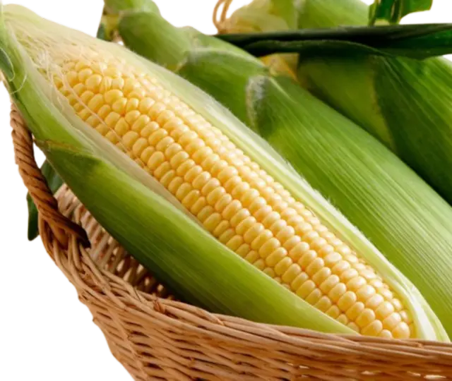 Sweet Corn