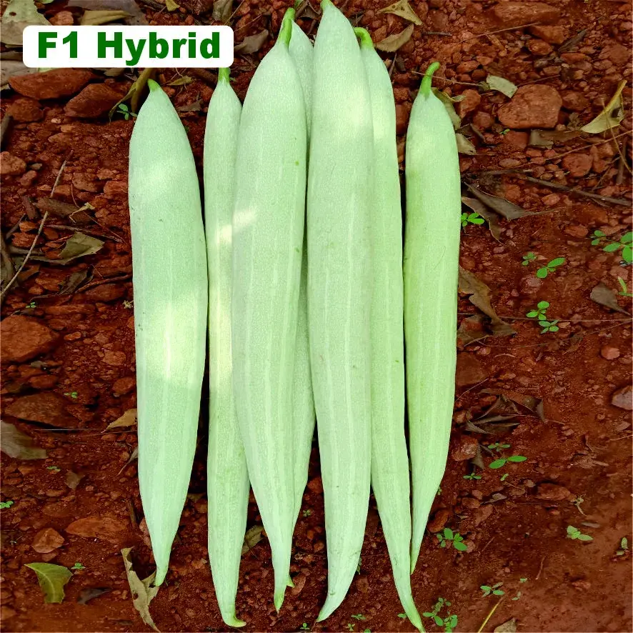 TRIVENI